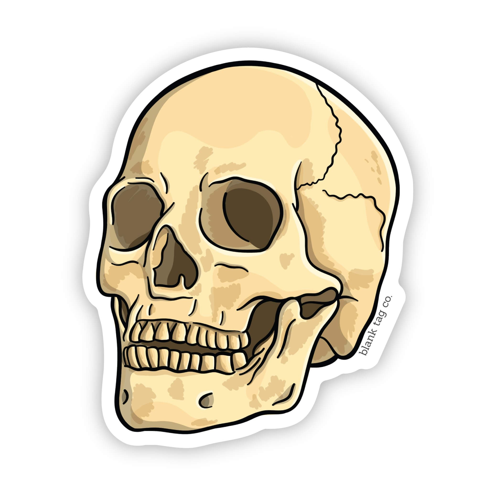 Blank Tag Co.® Anatomical Skull Waterproof Sticker